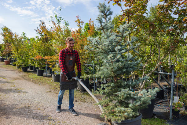 Professional Tree Removal in Hillburn, NY